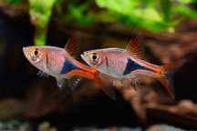 Rasbora Arlequim