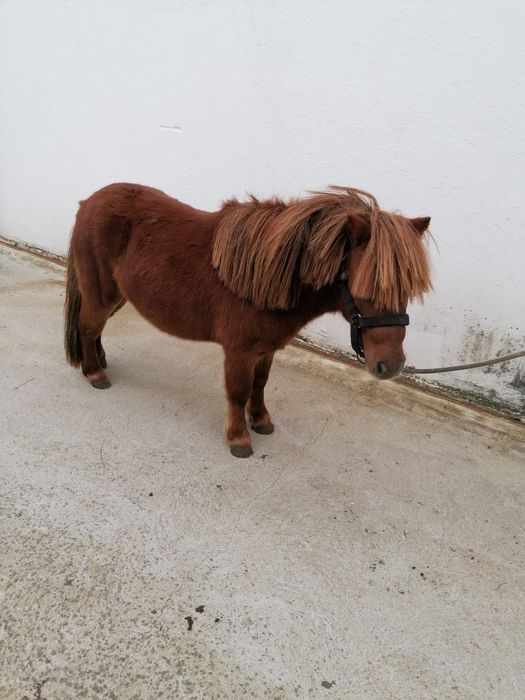 Pónei macho montado e engatado