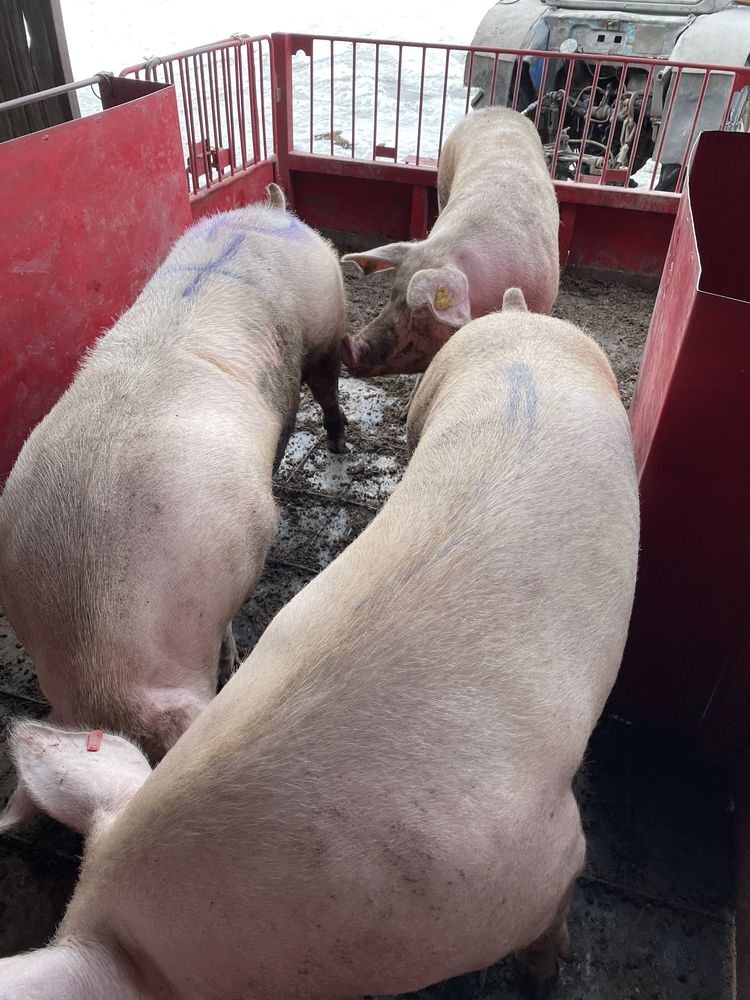 Свиноматки откорм Свиньи