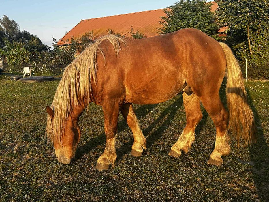 Koń zimnokrwisty