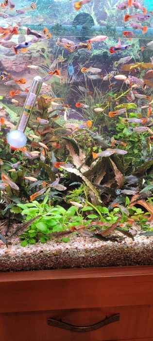 Witam sprzedam glupiki