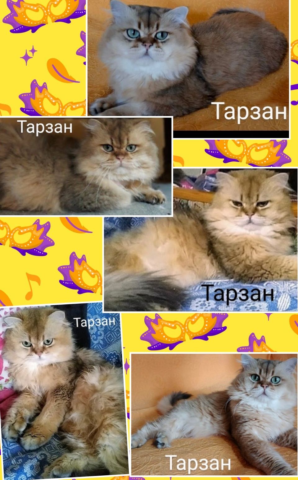 Тарзан! Золотая Шиншилла пушистый суперский кот