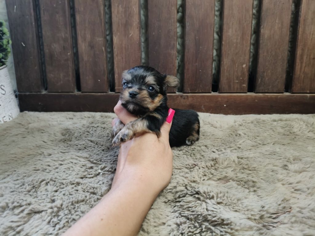 Yorkshire Terrier machinho de bolso
