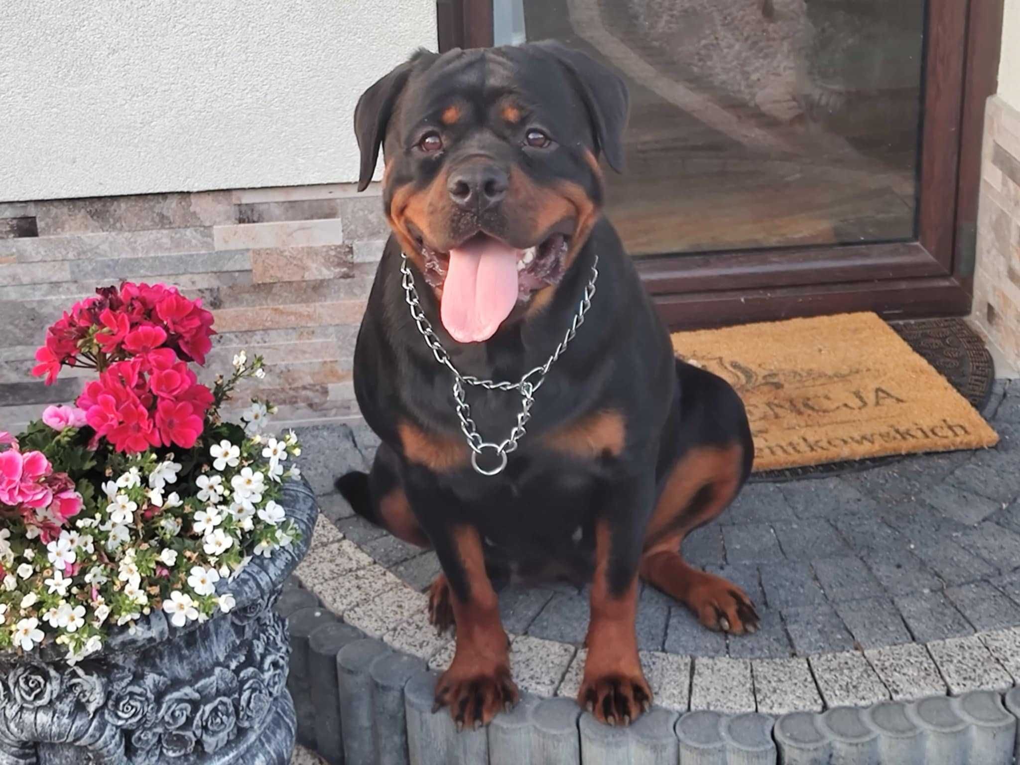 Rottweiler pies 3 letni