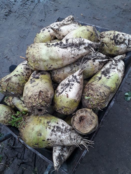 Buraki pastewne sprzedam