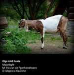 Stawka licencyjnych kóz anglonubijskich Olga ANd Goats