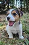 Jack Russell Terrier FCI ZKwP tricolor piesek suczka