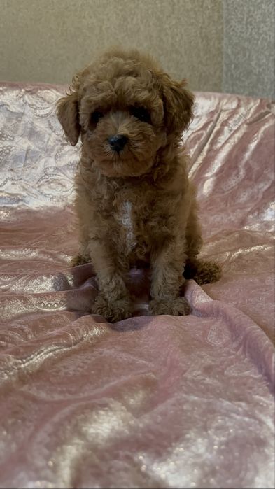 Хлопчик той педель Китай