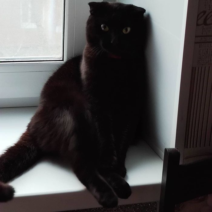 В'язка, вісловухий шотландець запрошує чарівну кішечку.