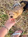Cãezinhos pequeno porte - Cruzados caniche