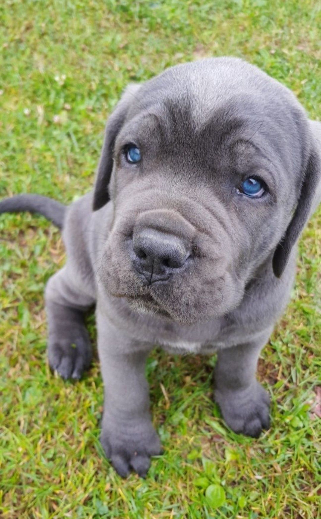 Cane Corso Piękna Suczka