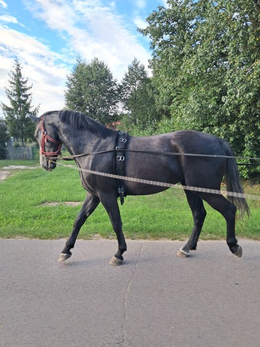 Sprzedam klacz śląską