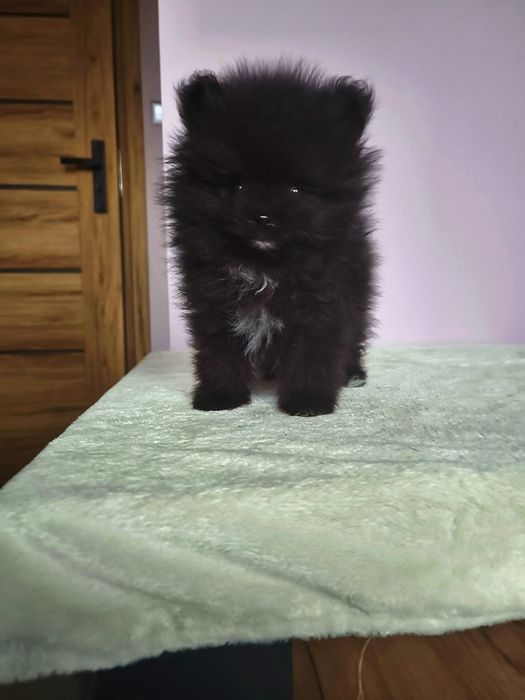 Szpic miniaturowy pomeranian