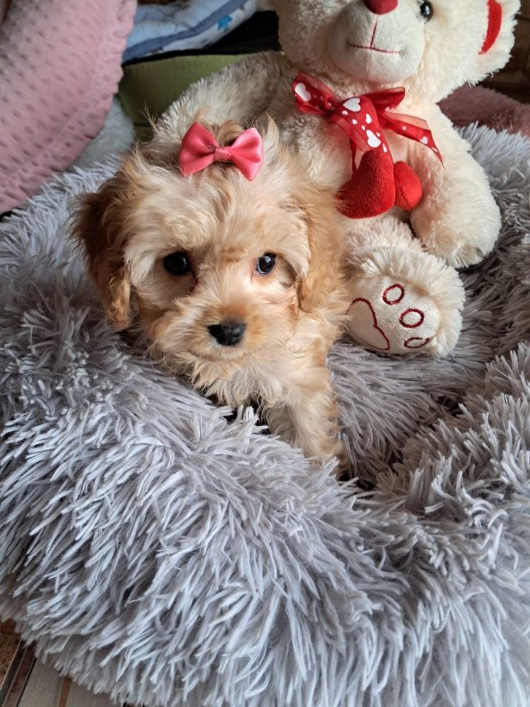 Suczka cavapoo red mama cavalier ruby tata pudel toy red brown