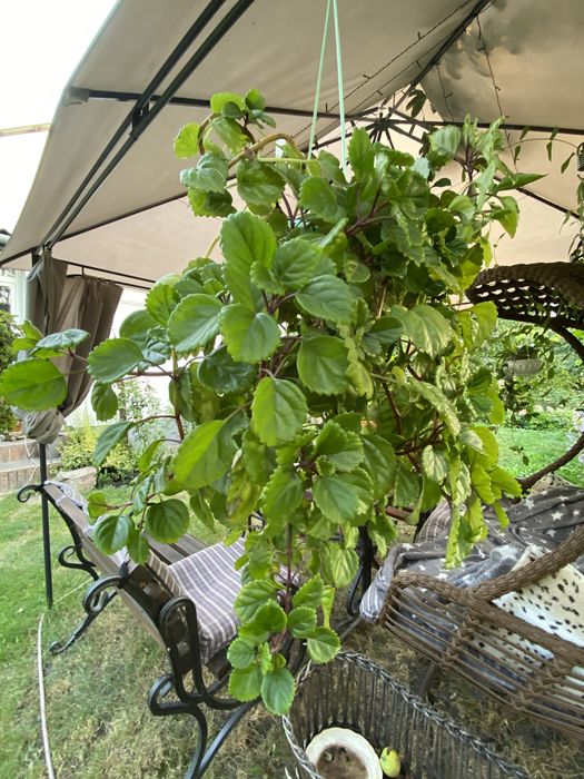 Продам плектрантус