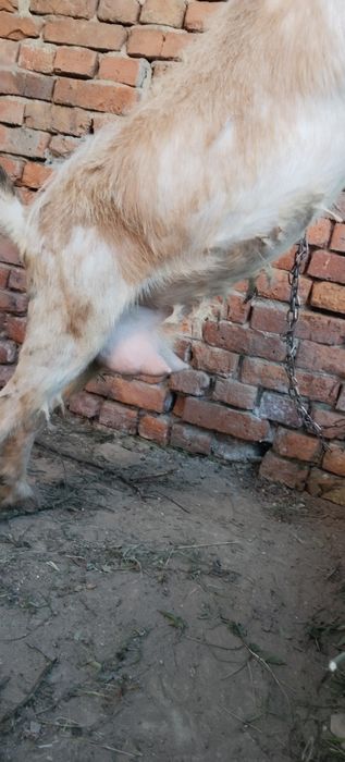 Продається хороша велика коза