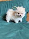 Szpic miniaturowy pomeranian