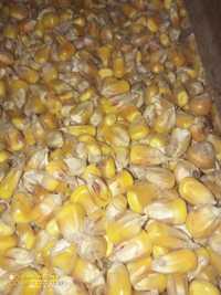 Kukurydza drobna całe ziarno 25 kg dla kur ptaków gołębi