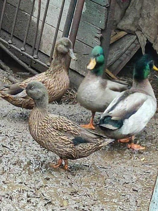 Підсадні качки..