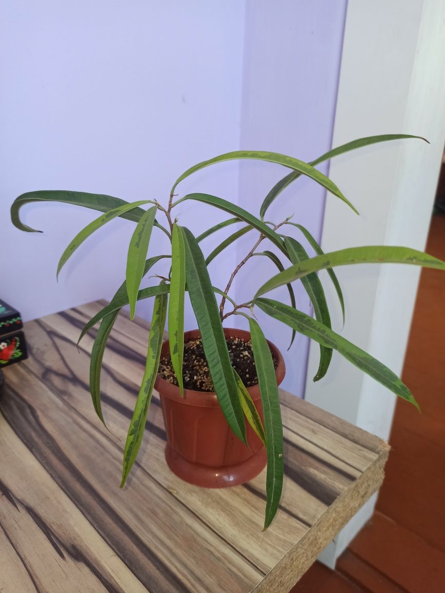 Продам фикус Амстел голд