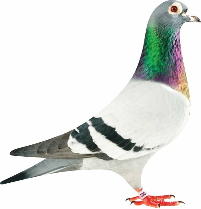 Naklejka gołąb kolorowa na samochód 10x10 cm