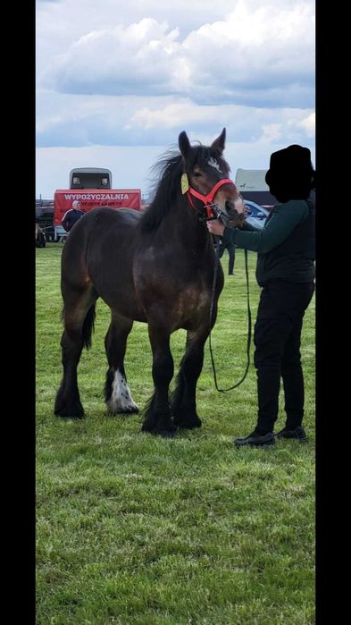 Źrebak zimnokrwisty