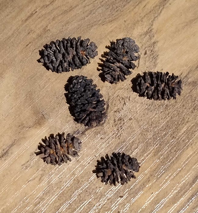 Szyszki olchy czarnej do akwarium