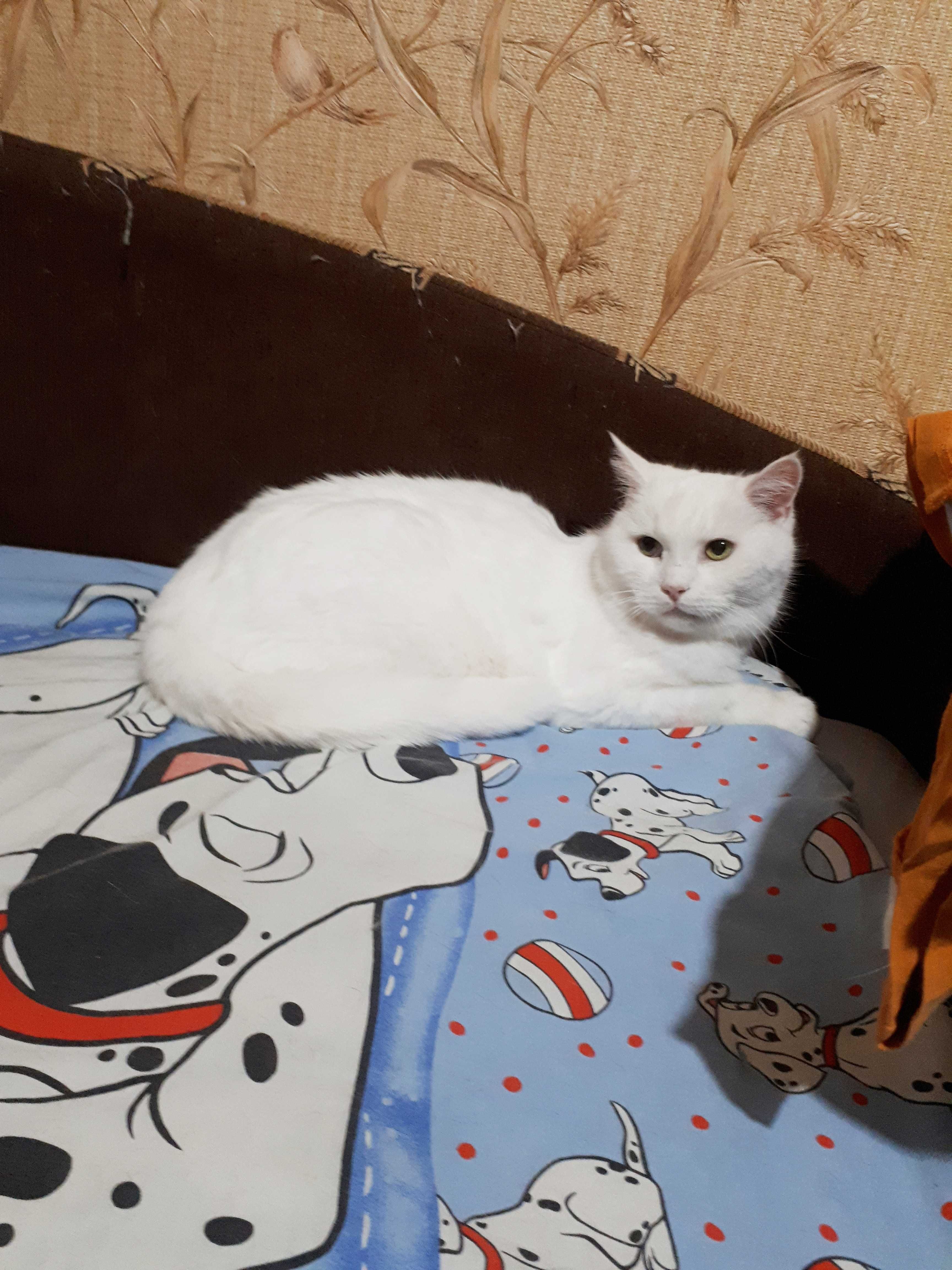 Белая кошка Нюша, 10 лет, стерилизована