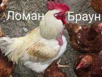 Крос Loman Браун Сенді Несушка Курчата Цыплята Птиця Петушки Півні