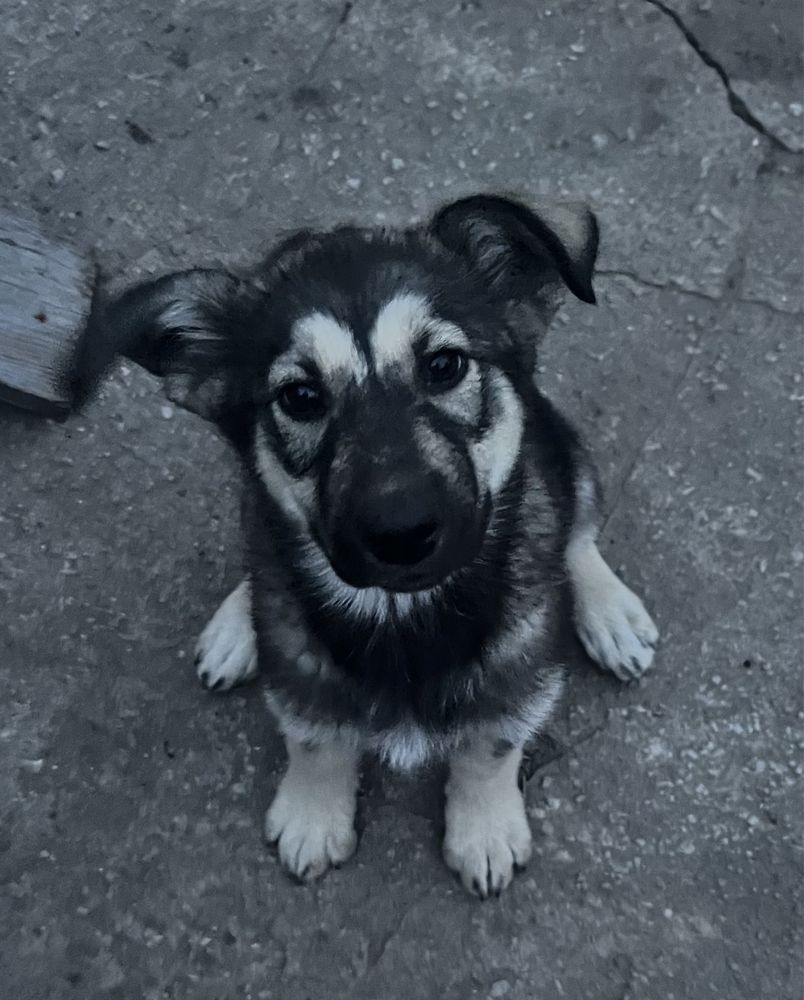 Щеночки ищут дом