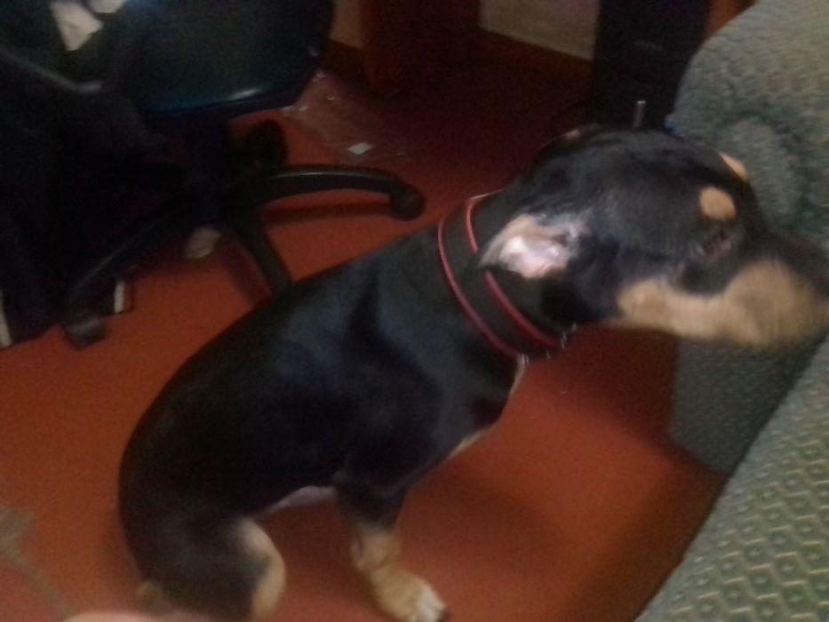 Продам щенка Ам Стафа 5 месяцев к выгулу приучин команды знает .