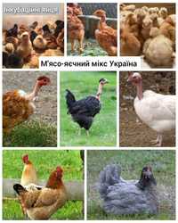 Яйця мікс м'ясо-яєчки Україна