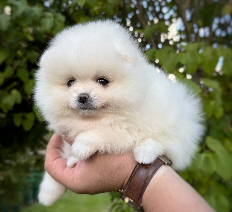 Pomeranian szpic miniaturowy Suczka Zkwp FCI MIŚ