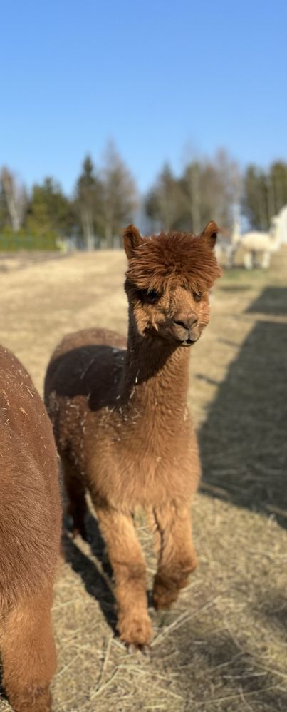 Alpaka - Samica rasy Huacaya 5latka w potwierdzonej ciąży