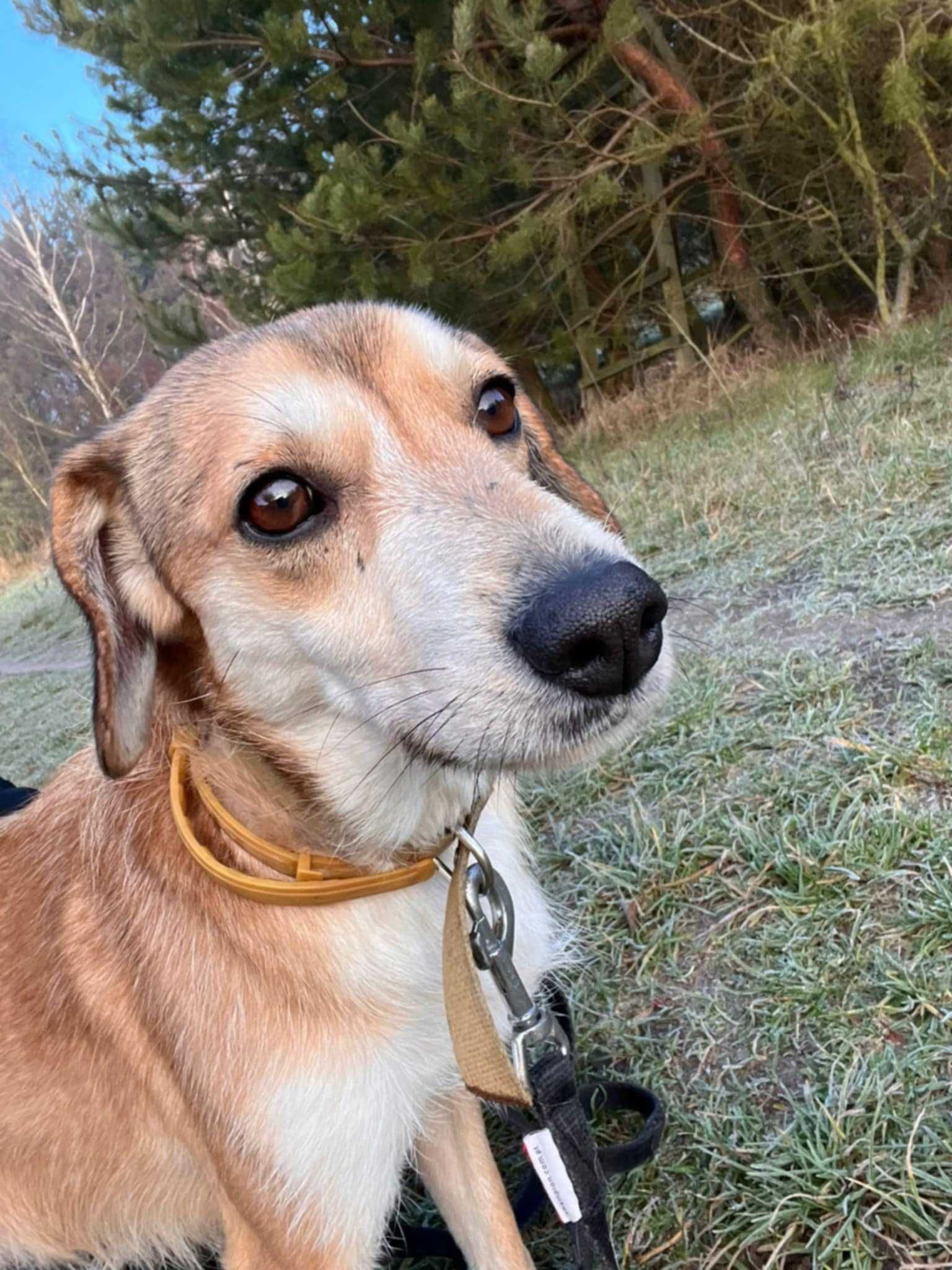 Smutny, śliczny CZAPI szuka domu !! Do adopcji !!