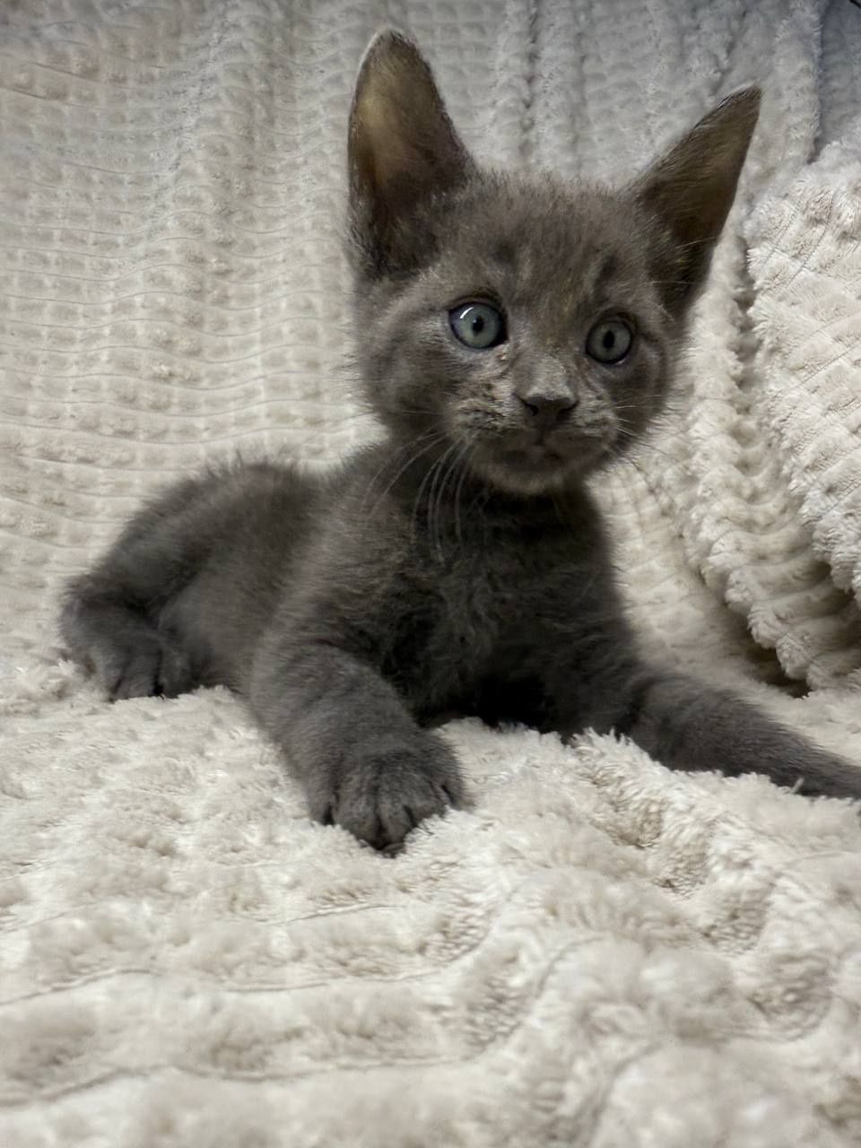 Котята Мейн Кунята