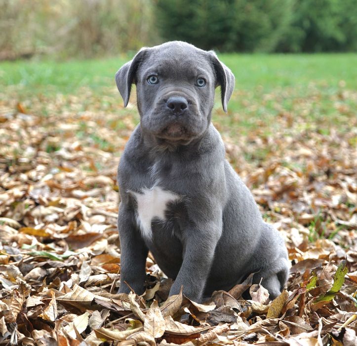 Szczeniak Cane Corso ZKwP FCI