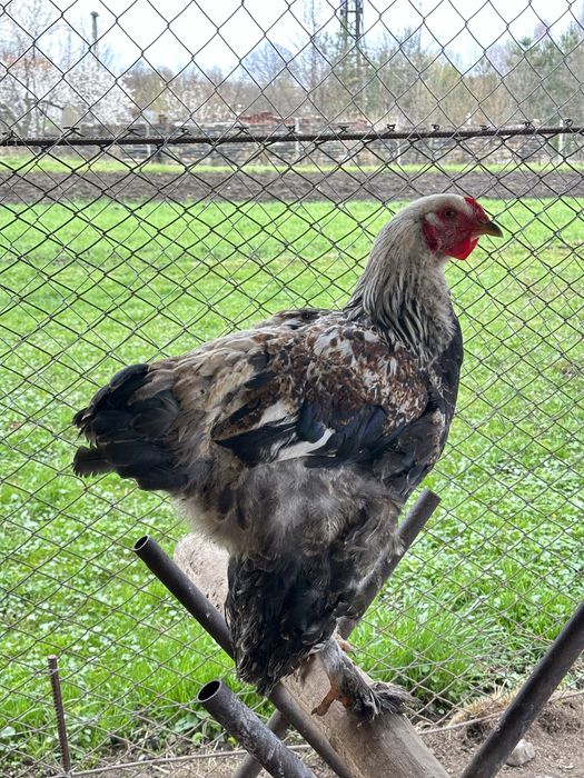 Півники породи «Брама»