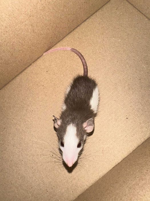 Декоративні щурики, дамбо