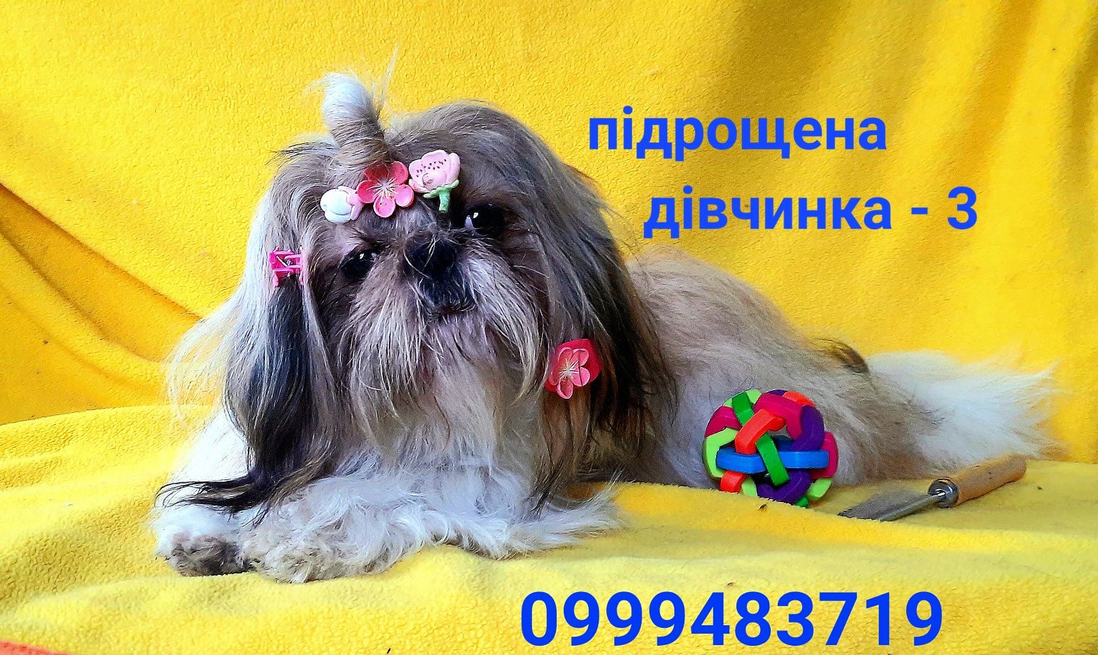 Красуні дівчатка ши-тцу і є хлопчик.