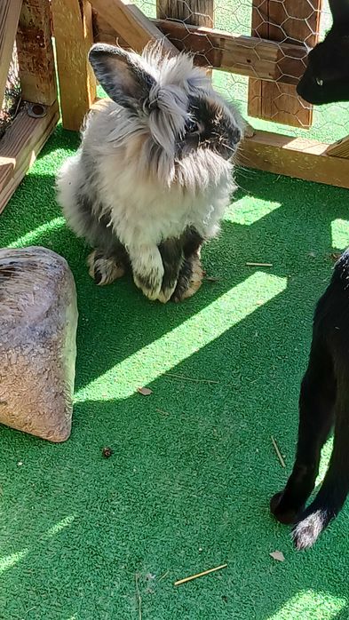 Lionhead Macho - Popeye