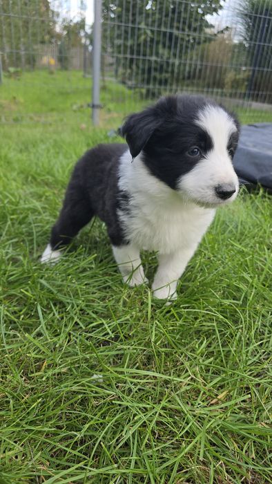 Border Collie blue marle tricolor, czarno białe