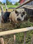 Knur mangalica 300 kg
