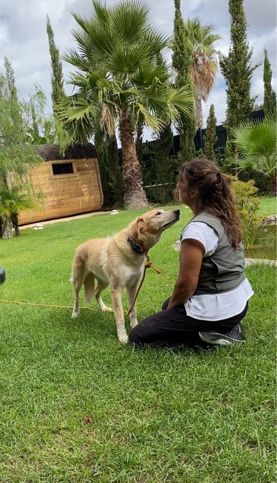 Pet Sitting/Pet walking Lisboa, Bucelas, Loures, Odivelas