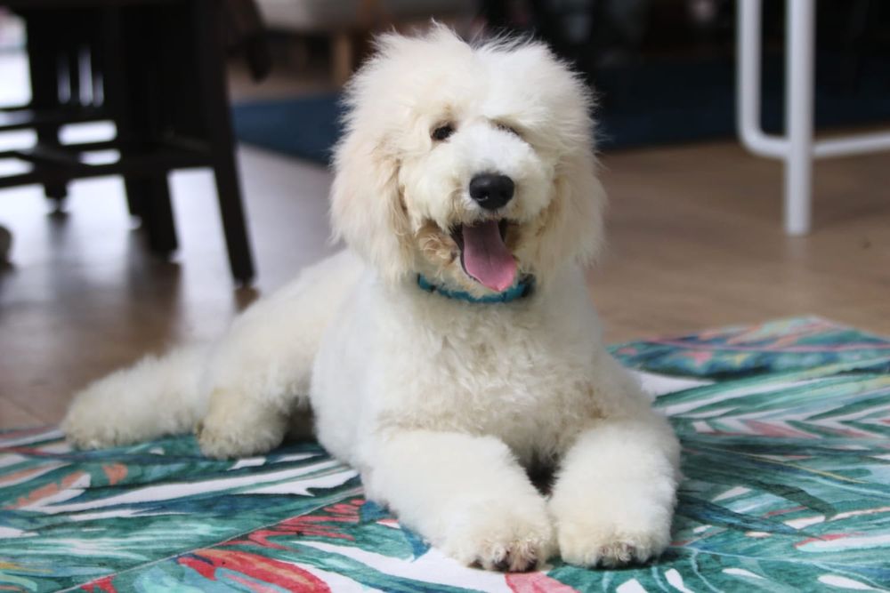 Goldendoodle Doodle 17 tyg Samiec Golden Doodle Simon ZOBACZ WIDEO