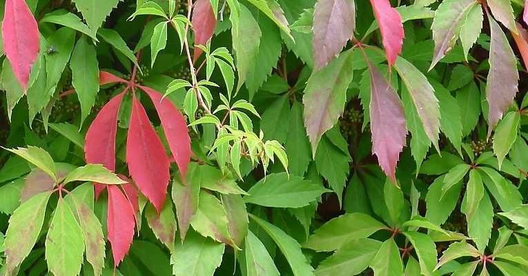 Winobluszcz Pięciolistkowy Murorum Samoczepne Pnącze na mury Hurt-Deta