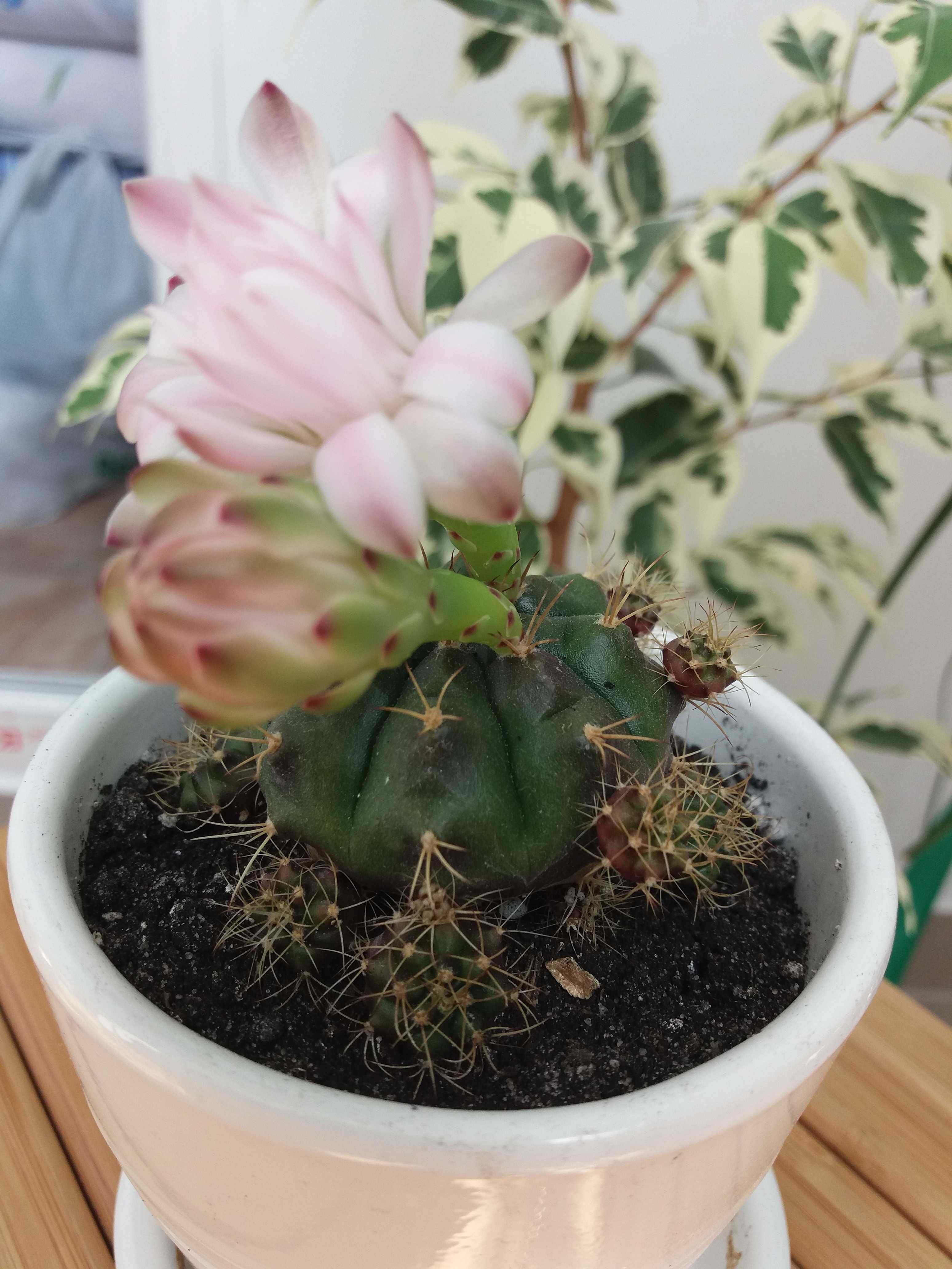 Gymnocalycium damsii, кактус, суккулент, сансевиерия, фикус.