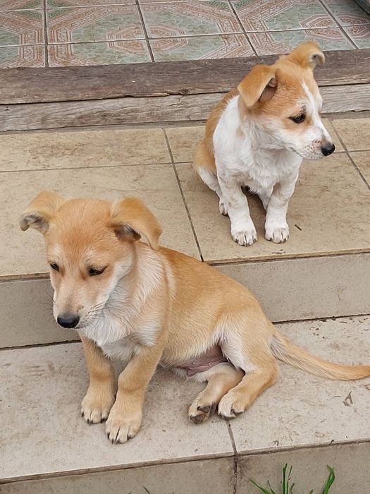 В добрі руки собачат 3 місяці