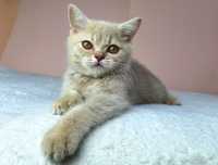 Серый клубный котик