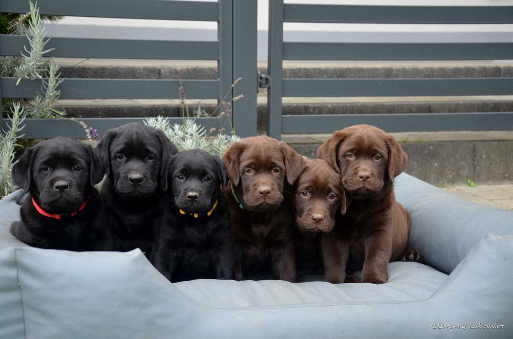 Labrador Retriever, metryka ZKwP (FCI)